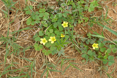 Oxalis corniculata